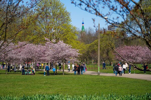 Ik pavasari rīdzinieki dodas uz Uzvaras parku ieelpot pavasari un izbaudīt krāšņas sakuras Ik pavasari rīdzinieki dodas uz Uzvaras parku ieelpot pavasari un izbaudīt krāšņas sakuras - Sputnik Latvija