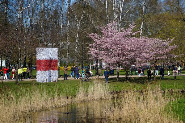 Uzvaras parkā Rīgā uzziedējušas sakuras Uzvaras parkā Rīgā uzziedējušas sakuras - Sputnik Latvija