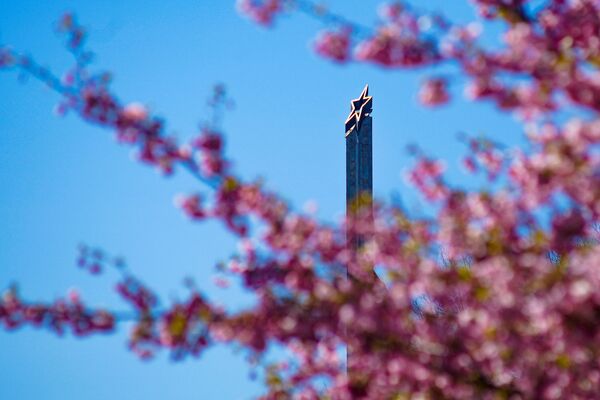 Uzvaras parkā Rīgā uzziedējušas sakuras Uzvaras parkā Rīgā uzziedējušas sakuras - Sputnik Latvija