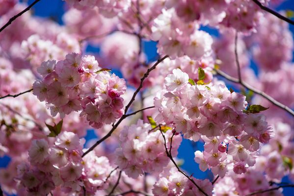 Uzvaras parkā Rīgā uzziedējušas sakuras Uzvaras parkā Rīgā uzziedējušas sakuras - Sputnik Latvija