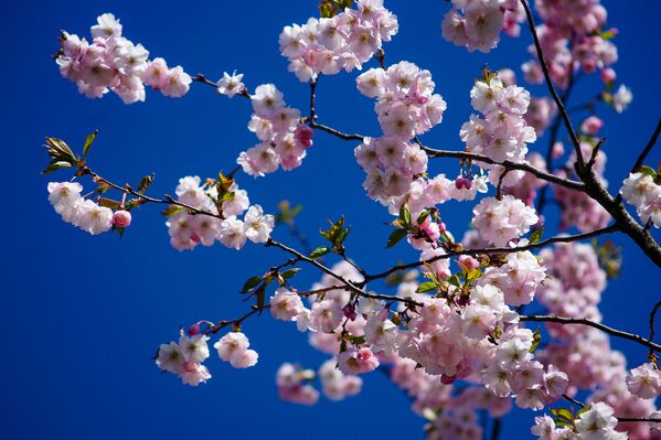 Uzvaras parkā Rīgā uzziedējušas sakuras Uzvaras parkā Rīgā uzziedējušas sakuras - Sputnik Latvija