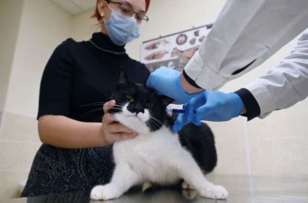 Saimniece atnesusi kaķi vakcinācijai pret Covid-19 veterinārajā klīnikā Maskavā. - Sputnik Latvija