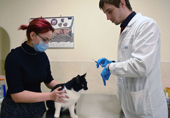 Saimniece atnesusi kaķi vakcinācijai pret Covid-19 veterinārajā klīnikā Maskavā - Sputnik Latvija