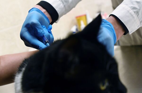 Kaķa vakcinācija pret Covid-19 veterinārajā klīnikā Maskavā - Sputnik Latvija