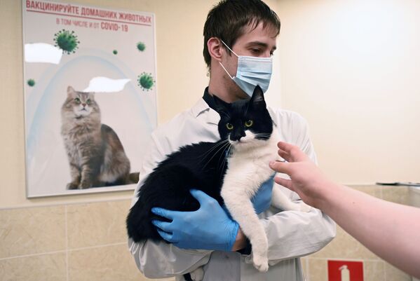 Veterinārārsts vakcinē kaķi pret Covid-19 veterinārajā klīnikā Maskavā - Sputnik Latvija