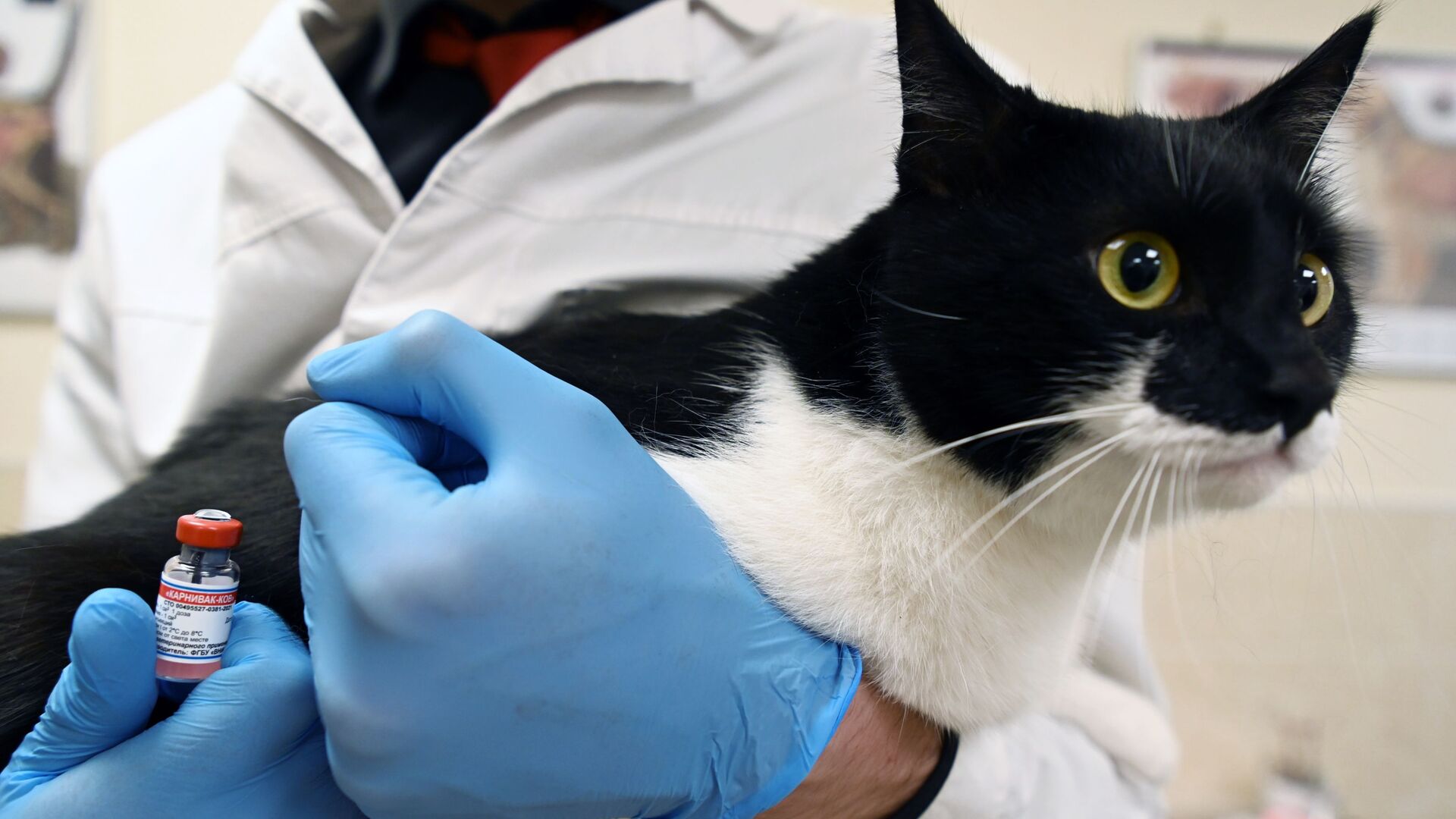 человека госпитализируют. коронавирус в москве на сегодня 2022. коронавирус в москве на сегодня 2022. собянин больница коронавирус в москве. скорая медицинская помощь 2022.