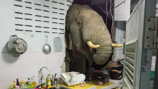 Пробивший стену жилого дома слон в Таиланде - Sputnik Latvija