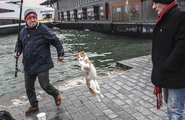  Kaķis lēcienā cenšas noķert zivi, Stambula, 2018. gada 12. decembris - Sputnik Latvija