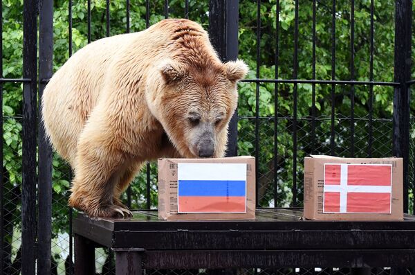 Медведь по кличке Памир в парке флоры и фауны "Роев ручей" в Красноярске предсказал победу сборной России над сборной Дании на чемпионате Европы по футболу . Медведь по кличке Памир в парке флоры и фауны "Роев ручей" в Красноярске предсказал победу сборной России над сборной Дании на чемпионате Европы по футболу . - Sputnik Латвия