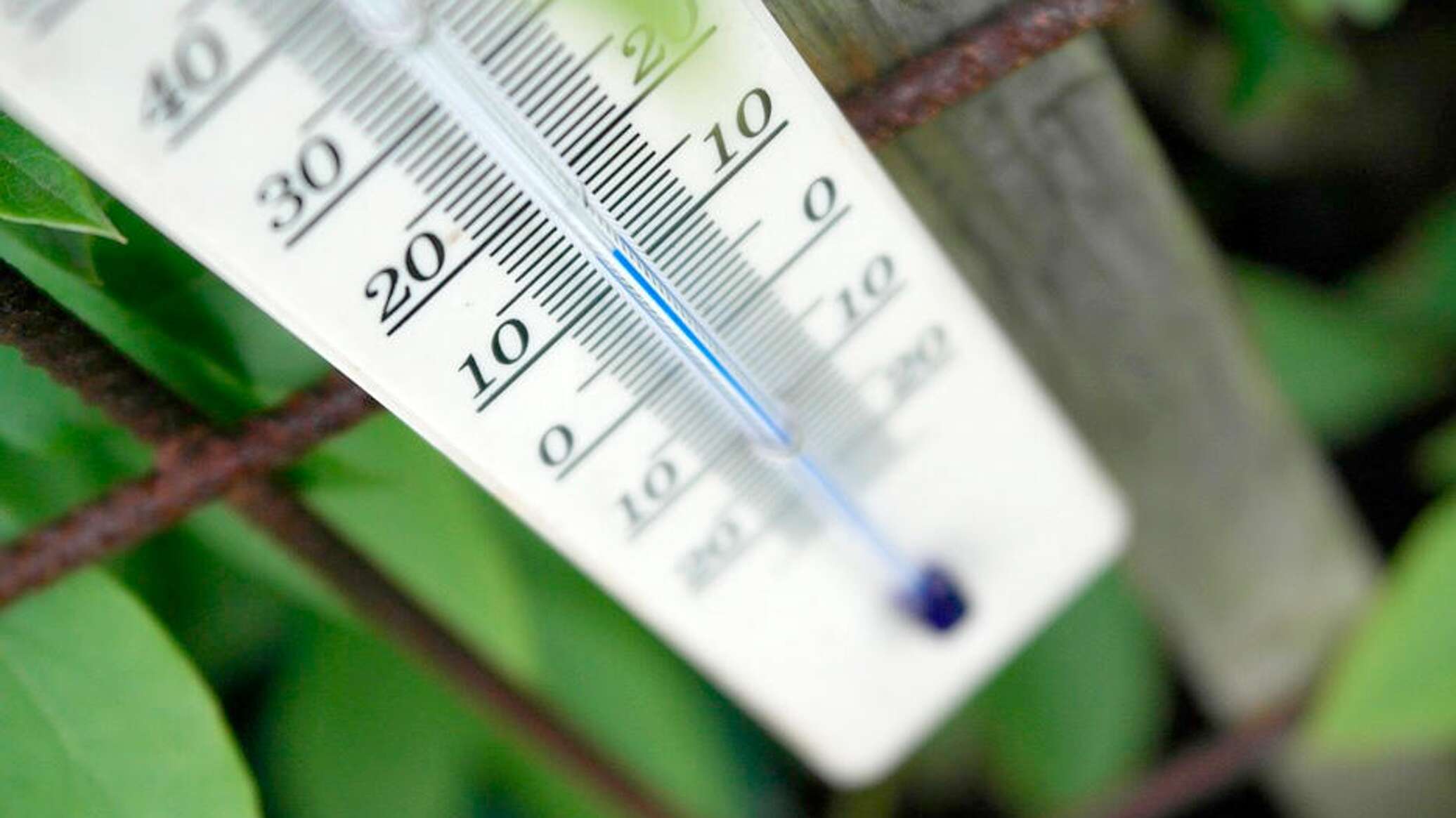 Термометр для растений