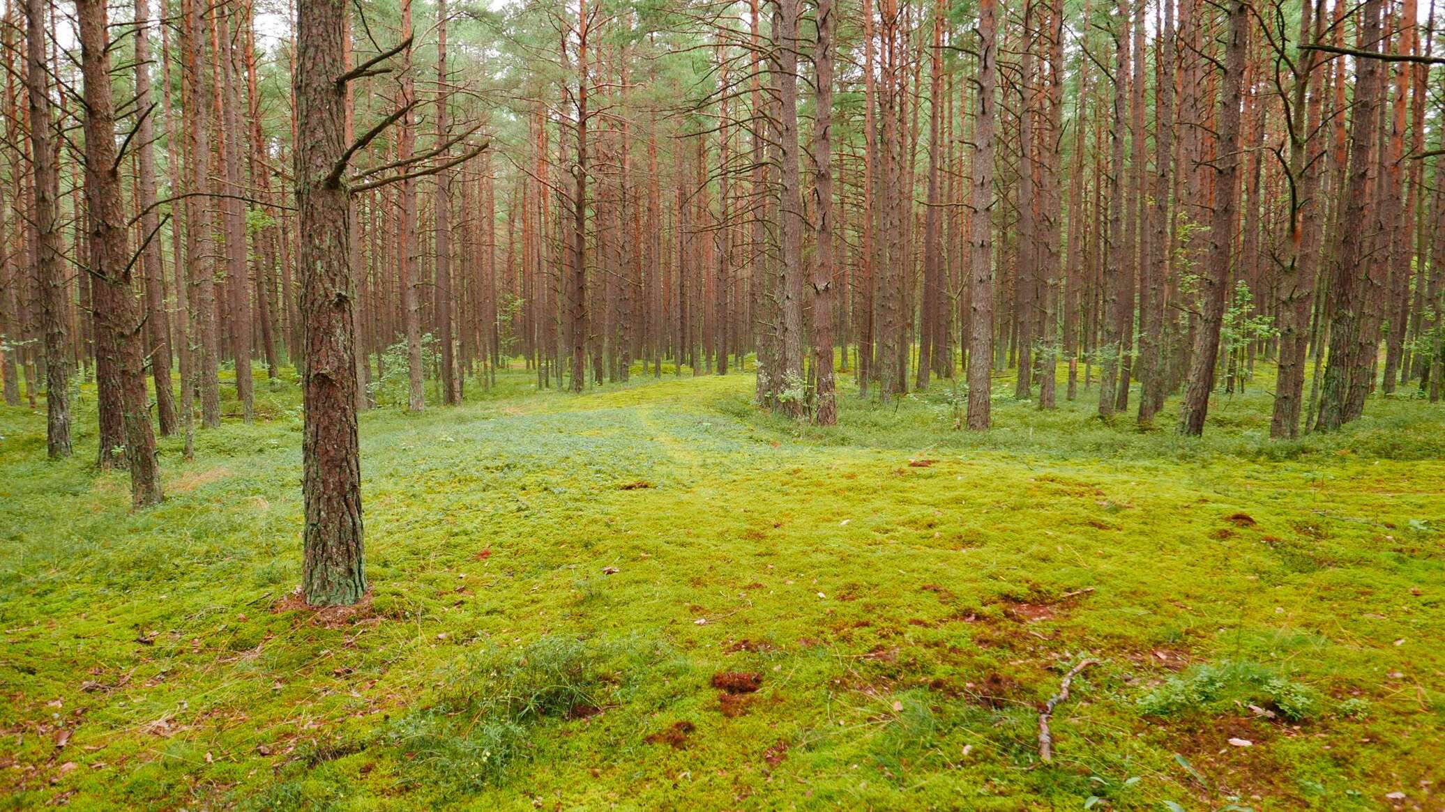 Половина леса. Имантский лес Латвия. Пол леса. Латвия лес Смарде. Лес Покайни в Латвии Сияющий воздух.