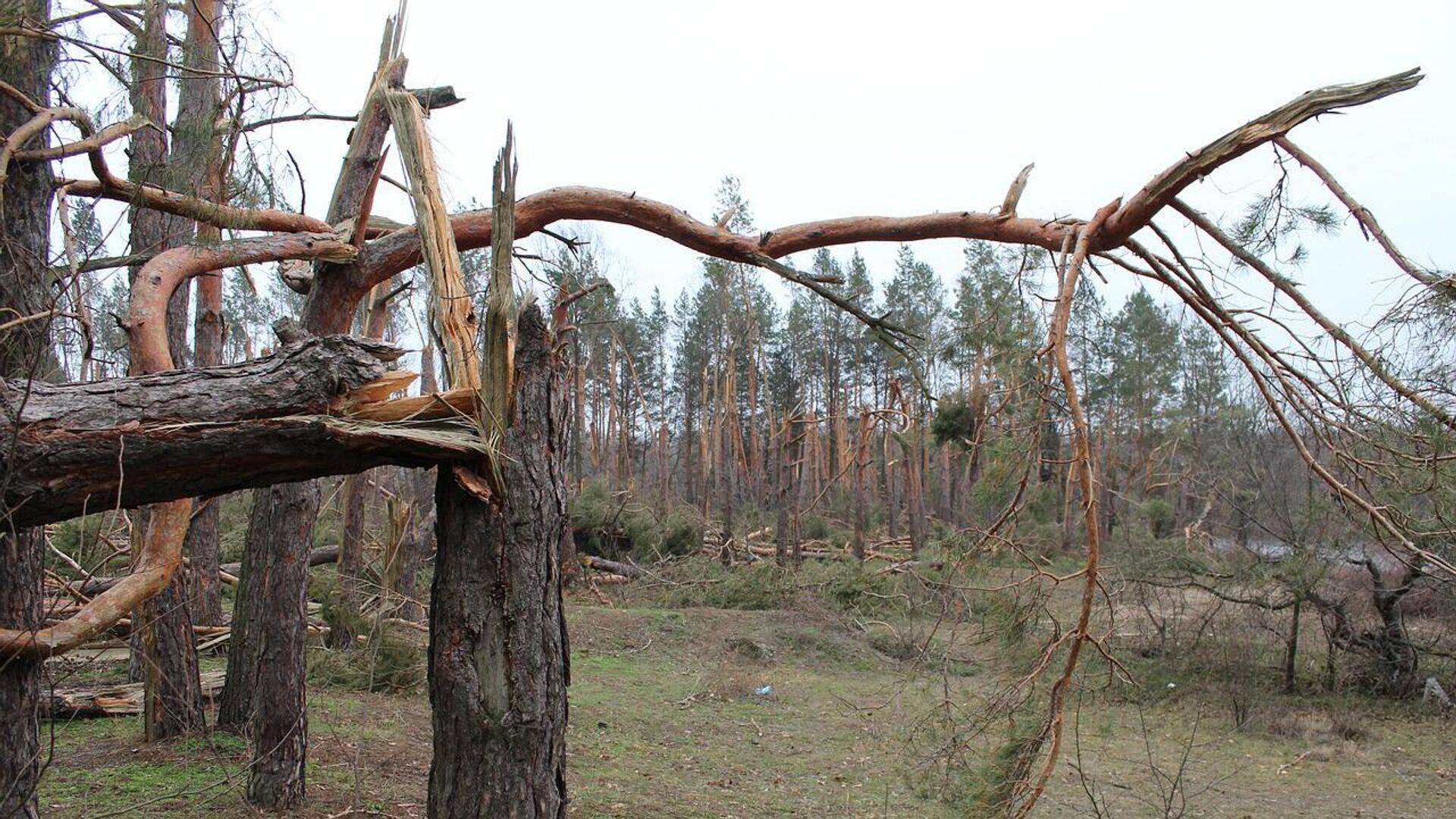 Поваленные деревья - Sputnik Латвия, 1920, 19.01.2022