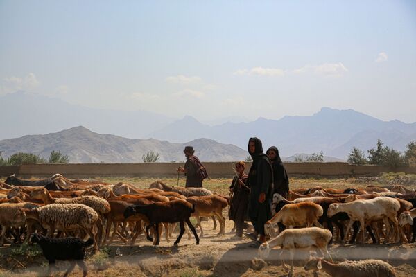Afgāņu gani pieskaita aitas netālu no aviobāzes Bagramā - Sputnik Latvija