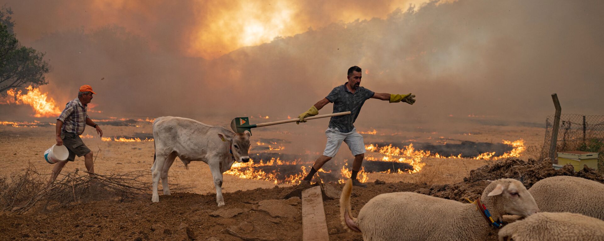 Мужчины со скотом во время природных пожаров в Турции  - Sputnik Латвия, 1920, 03.08.2021