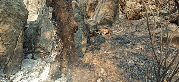 Dabas ugunsgrēkā bojā gājušie meža putni. - Sputnik Latvija