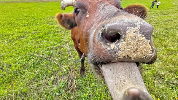 Корова пасется на лугу в Латгалии - Sputnik Latvija