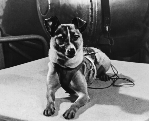 Pirmā kosmonaute, kas sasniedza Zemes orbītu, bija Laika. Tā startēja ar &quot;Sputnik 2&quot; 1957. gada 3. novembrī. Laika bija dzīva laikā, kamēr kuģis četras reizes apriņķoja Zemi. Diemžēl temperatūra pacēlās līdz 40 °C, un suns gāja bojā no pārkaršanas. Satelīts sadega atmosfērā 1958. gada 14. aprīlī - Sputnik Latvija