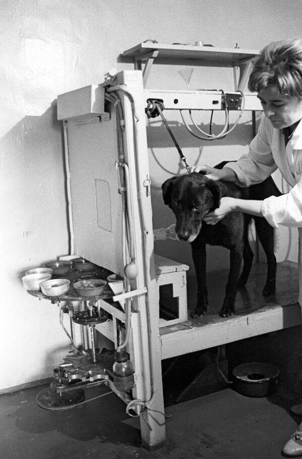 Pavlova suns - tā dēvē dzīvniekus, kuri piedalījās Nobela prēmijas laureāta Ivana Pavlova eksperimentos. Nabaga četrkāji palīdzēja cilvēkiem izprast nosacīto refleksu nozīmi - Sputnik Latvija