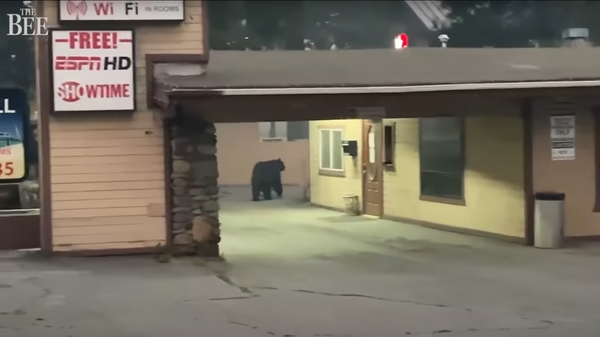 Медведь бродит по улицам города Саут-Лейк-Тахо в Калифорнии - Sputnik Latvija