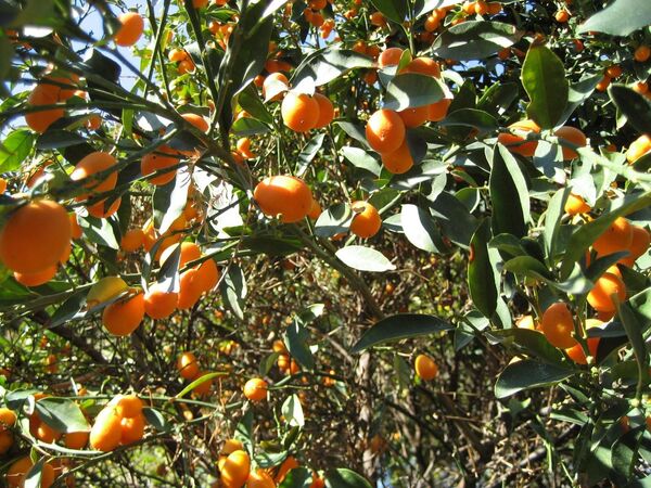 Līdz ar olīveļļu tūristi ved no Korfu kumkvatu – valrieksta lieluma tropu augli. No tā iznāk arī gards liķieris.Jauki suvenīri būs arī vietējie saldumi. - Sputnik Latvija