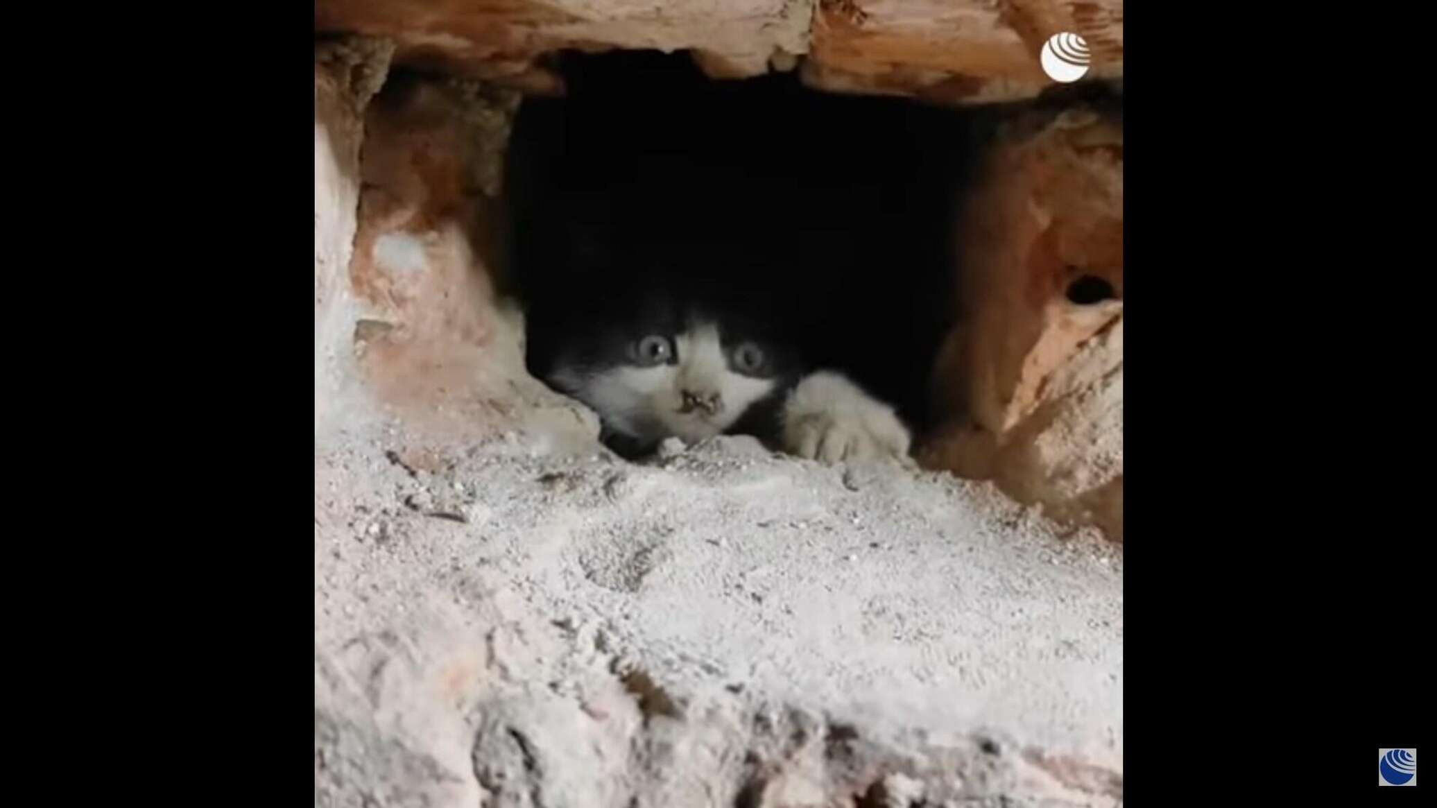 Кошка вытаскивает котенка. Пищание котят. Кота спасли из дымохода. Как выманить кота из подполья.