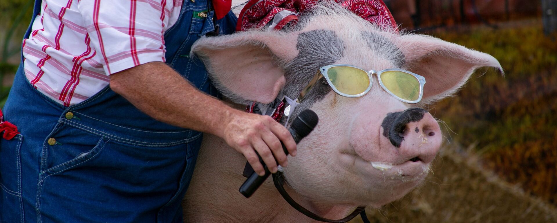 Фермер дает свинье микрофон для пения на сцене комедийного шоу The Pork Chop Revue на ярмарке штата Кентукки в Луисвилле, США - Sputnik Латвия, 1920, 01.10.2021