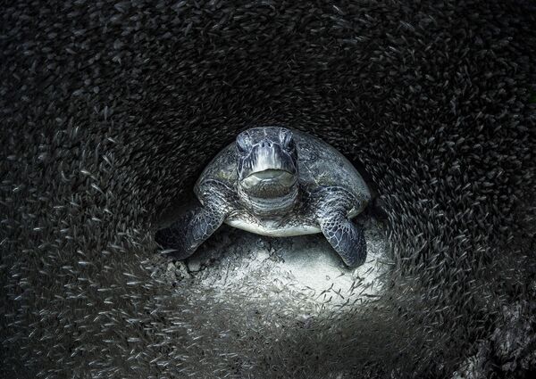 Galveno balvu un gada fotogrāfa titulu izcīnījusi Eimija Jana (Aimee Jan), kam izdevusies fantastiska zaļā bruņurupuča fotogrāfija stikla zivju barā. Galveno balvu un gada fotogrāfa titulu izcīnījusi Eimija Jana (Aimee Jan), kam izdevusies fantastiska zaļā bruņurupuča fotogrāfija stikla zivju barā. - Sputnik Latvija