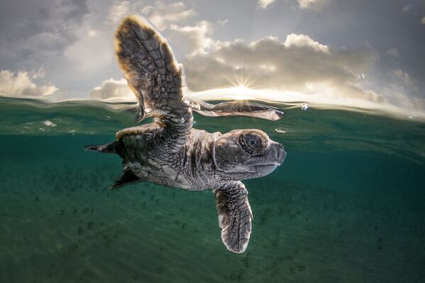 Metijs Smits (Matty Smith) izcīnījis trešo vietu konkursā Ocean Photographer of the Year 2021. Par viņa varoni kļuva nesen no olas izšķīlies bruņurupucēns paceļas no jūras dzīlēm, lai ieelpotu gaisu Metijs Smits (Matty Smith) izcīnījis trešo vietu konkursā Ocean Photographer of the Year 2021. Par viņa varoni kļuva nesen no olas izšķīlies bruņurupucēns paceļas no jūras dzīlēm, lai ieelpotu gaisu - Sputnik Latvija