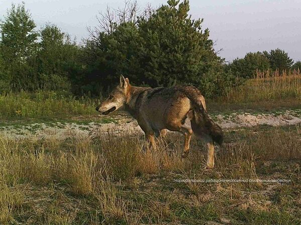 Волк в зоне отчуждения Чернобыльской АЭС Волк в зоне отчуждения Чернобыльской АЭС - Sputnik Латвия