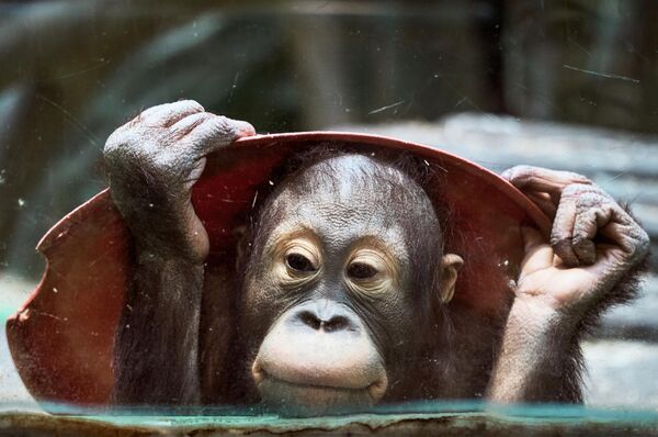 Sumatras orangutana mazulis Maskavas zooloģiskajā dārzā Sumatras orangutana mazulis Maskavas zooloģiskajā dārzā - Sputnik Latvija