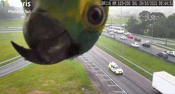 Dzeltenkakla papagailis pēta videonovērošanas kameru Kuritibas pilsētā Brazīlijā Dzeltenkakla papagailis pēta videonovērošanas kameru Kuritibas pilsētā Brazīlijā - Sputnik Latvija