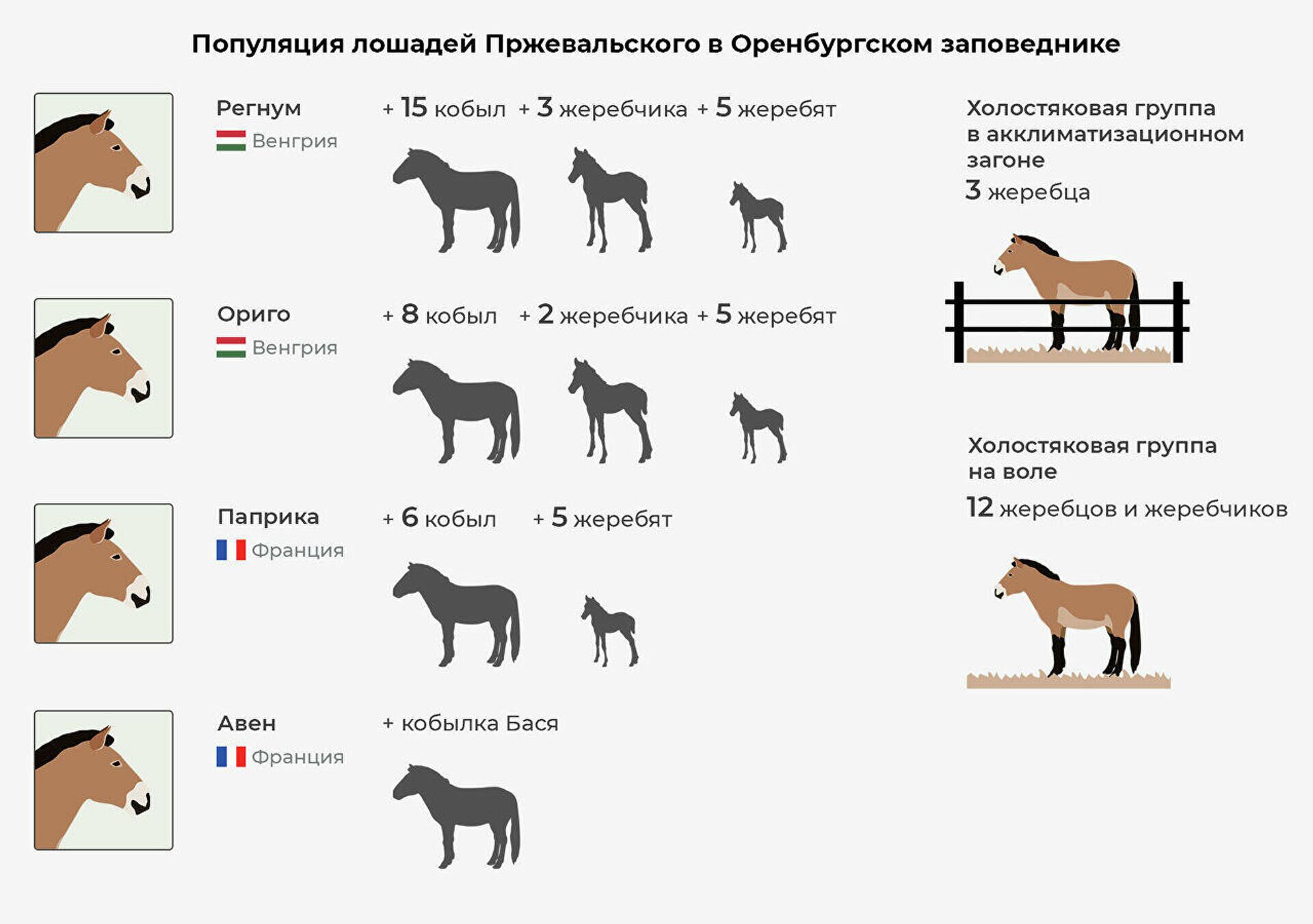 Популяция лошадей Пржевальского в Оренбургском заповеднике  - Sputnik Latvija, 1920, 05.12.2021