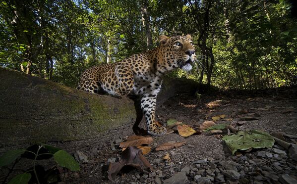 Indijas leopards fotolamatās, kas uzstādītas Korbeta rezervātā Utarakhandā Indijas leopards fotolamatās, kas uzstādītas Korbeta rezervātā Utarakhandā - Sputnik Latvija