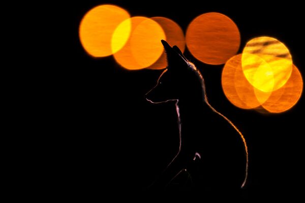 Fotogrāfs vairāk nekā divus mēnešus novēroja un dokumentē arābu rudo lapsu saimes netālu no to alām Kuveitas apkaimē Fotogrāfs vairāk nekā divus mēnešus novēroja un dokumentē arābu rudo lapsu saimes netālu no to alām Kuveitas apkaimē - Sputnik Latvija
