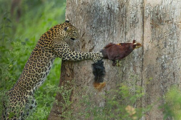 Leopards medī Malabaras vāveri Bandipuras nacionālajā parkā Leopards medī Malabaras vāveri Bandipuras nacionālajā parkā - Sputnik Latvija