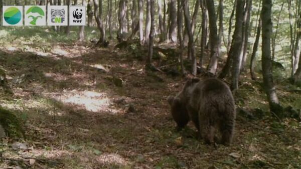 На видео попал танец бурого медведя у дерева  - Sputnik Latvija