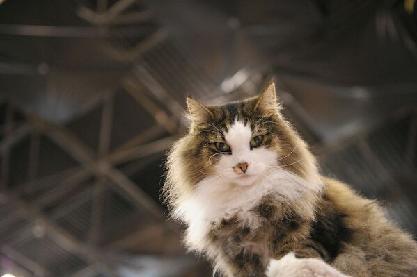 Норвежский лесной кот Аларик принимает участие во второй ежегодной выставке кошек и собак &quot;Знакомство с породами&quot; в Нью-Йорке.  - Sputnik Латвия