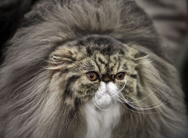 Персидская кошка, у которой, по мнению судьи, самая длинная шерсть среди всех конкурентов. - Sputnik Латвия