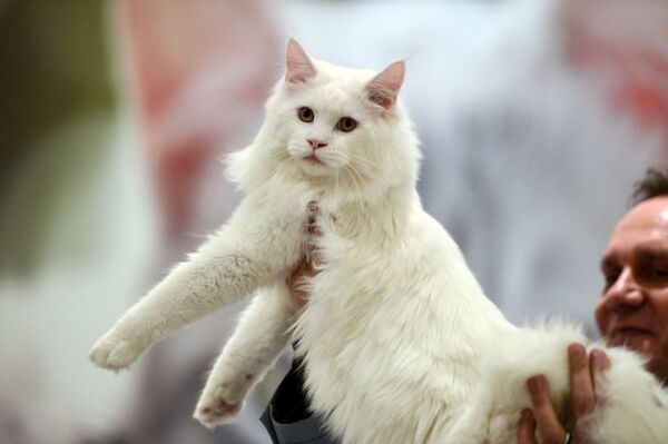 Кошка рагамаффин, в переводе означает &quot;оборванец&quot;, порода, полученная скрещиванием породы рэгдолл с беспородными кошками для получения более разнообразных окрасов. - Sputnik Латвия