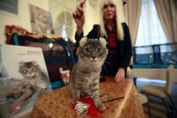 Кэролайн Скотт из Манхэттена играет со своей четырехмесячной кошкой.  - Sputnik Латвия