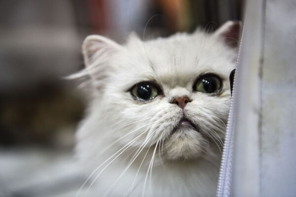 Экзотическая короткошерстная кошка на всемирной выставке в Стамбуле. - Sputnik Латвия