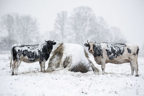 Govis sniega klātā pļavā Polijas austrumos pēc pirmā sniegputeņa, 23. novembris - Sputnik Latvija