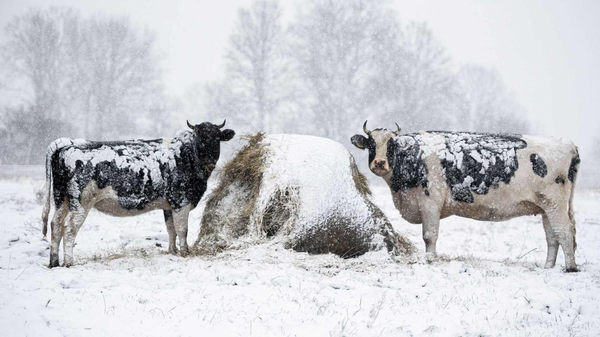 Коровы на заснеженном лугу недалеко от деревни Вейки, восточная Польша, после первого снегопада - Sputnik Латвия, 1920, 05.04.2022
