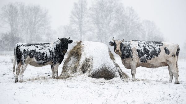 Коровы на заснеженном лугу недалеко от деревни Вейки, восточная Польша, после первого снегопада - Sputnik Латвия