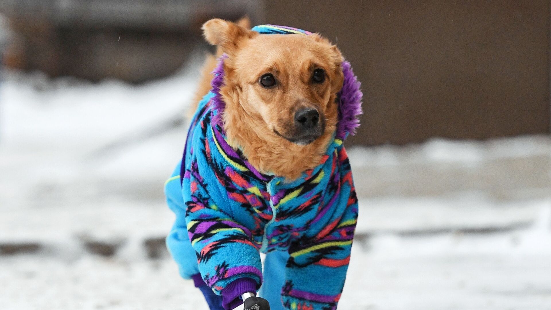 Собака по кличке Моника гуляет на улице в Новосибирске - Sputnik Латвия, 1920, 01.01.2022