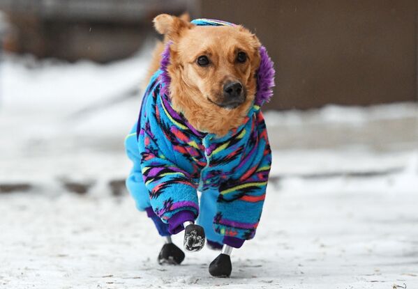 Sunīte uz ielas līdzās veterinārajai klīnikai Novosibirskā. Mirstošo bezpajumtes suni ar nocirstām ķepām dzīvnieku aizstāvji atrada 2020. gada decembrī Krasnodaras novadā un pārveda uz Novosibirsku, kur ārsti veica unikālu operāciju – uzstādīja četras titāna protēzes - Sputnik Latvija