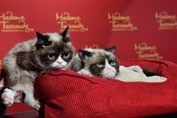 Dusmīgā Grumpy Cat tīmeklī kļuvusi tik populāra, ka Tiso kundzes muzejs Vašingtonā izšķīrās par neredzētu soli un iemūžināja kaķi Dusmīgā Grumpy Cat tīmeklī kļuvusi tik populāra, ka Tiso kundzes muzejs Vašingtonā izšķīrās par neredzētu soli un iemūžināja kaķi - Sputnik Latvija