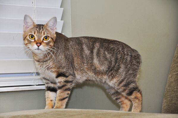Iepazīstieties, Menas salas kaķis Manks - Sputnik Latvija