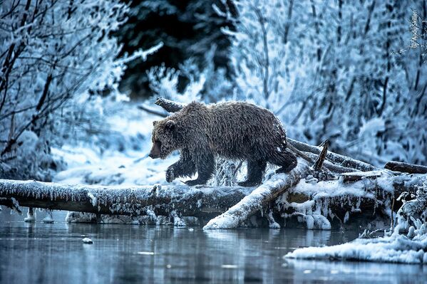 Tuvojas ledus lācis. Upe Jukonā, Kanādā šajā vietā nekad neaizsalst. Lašu zveja te notiek vēlā rudenī. Grizli lāčiem neaizsalstošais ūdens dod pēdējo iespēju paēst pirms ziemas guļas. Lācenes kažoks pārvērties par lāstekām. - Sputnik Latvija