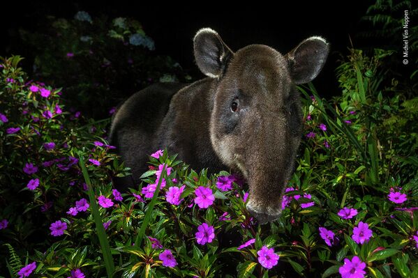 Paslēpes. Tapirs netālu no Sanhosē Kostarikā. Šie dzīvnieki ir ļoti svarīgs sava areāla elements – dažas sēklas izdīgst vienīgi pateicoties šiem &quot;meža dārzniekiem&quot;. Tomēr savvaļā saglabājušies vien 6 tūkstoši Bērda tapiru - Sputnik Latvija